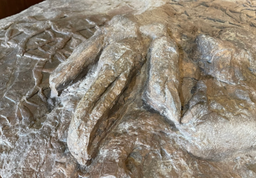 Close-up of a textured stone surface featuring a carved hand-like shape.