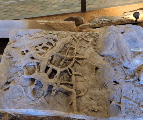Fossilized remains displayed in a museum, showcasing intricate bone structures embedded in stone.