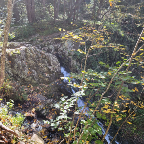 A serene forest scene featuring a rocky outcrop and a small stream flowing through lush greenery.