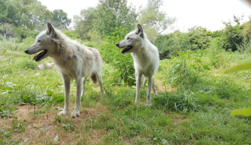 Two white wolves stand in a grassy area surrounded by greenery, looking alert and curious.