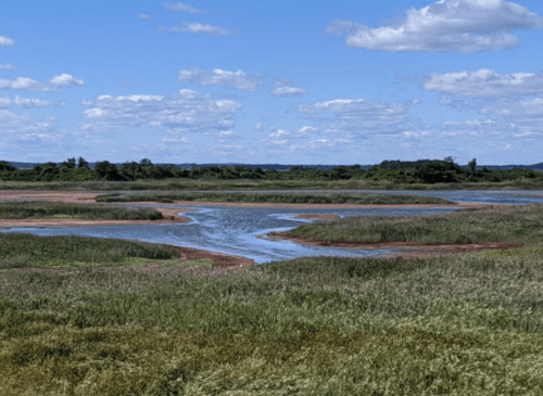A serene landscape featuring a winding river through grassy wetlands under a blue sky with fluffy clouds.