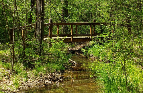 A wooden bridge over a small stream, surrounded by lush green trees and foliage in a serene forest setting.
