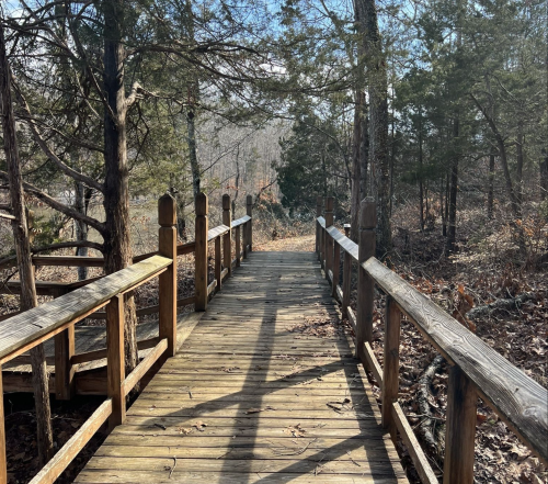 A wooden bridge leads through a wooded area, surrounded by trees and fallen leaves on a sunny day.