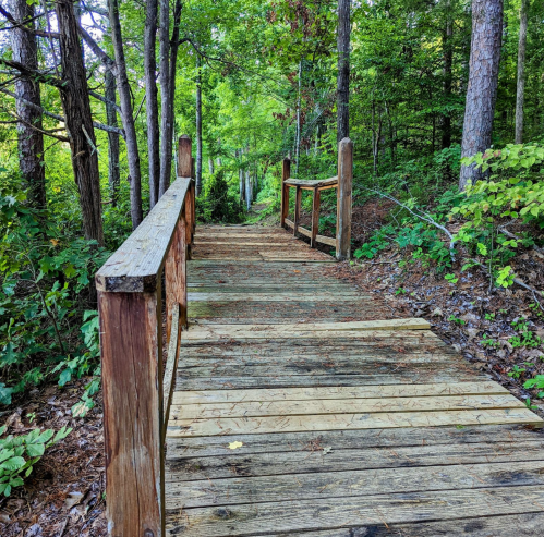 A wooden path winds through a lush green forest, surrounded by trees and foliage.