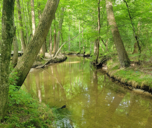 A serene forest scene featuring a calm, reflective stream surrounded by lush green trees.