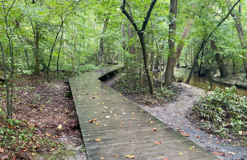 A winding wooden boardwalk through a lush green forest beside a small creek.