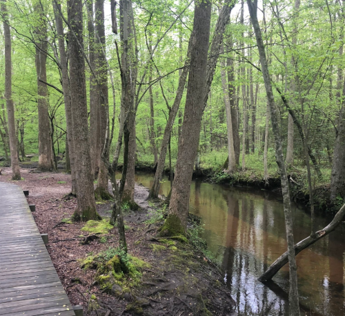 A serene forest scene with tall trees, a calm creek, and a wooden path surrounded by lush green foliage.