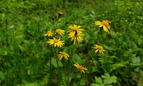 A cluster of bright yellow wildflowers surrounded by lush green foliage.