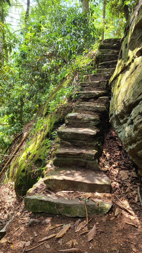 Stone steps lead up a moss-covered hillside, surrounded by lush greenery and dappled sunlight.