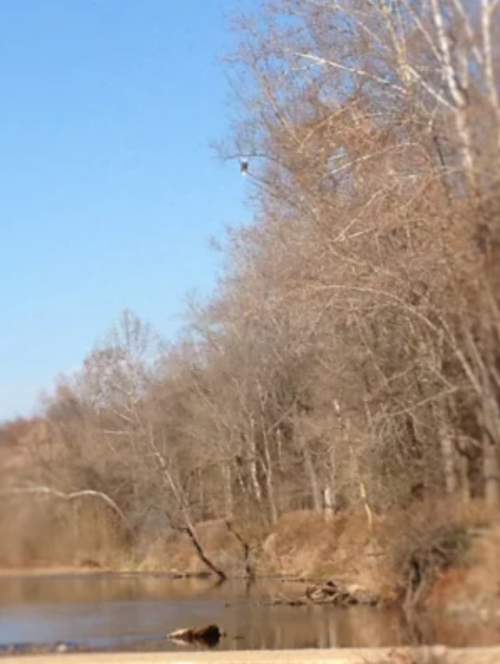 A serene river scene with bare trees along the bank under a clear blue sky.