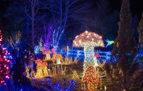 Colorful lights illuminate a garden with mushroom-shaped displays and trees, creating a magical nighttime scene.