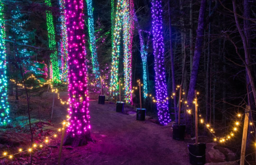A forest path illuminated by colorful lights on trees, creating a magical, festive atmosphere.