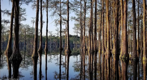 A serene swamp scene with tall cypress trees reflected in calm water under a clear sky.