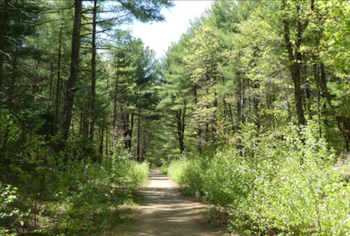 A dirt path winding through a lush green forest with tall trees and vibrant foliage on either side.