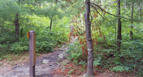 A wooded trail with a signpost, surrounded by lush green foliage and a few brown, dried branches.