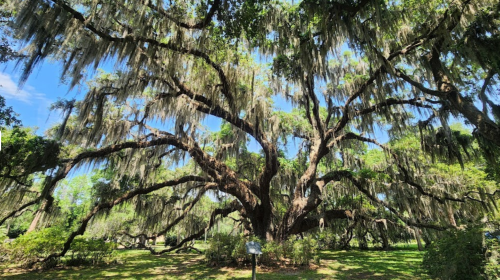 A large, sprawling tree with Spanish moss hanging from its branches, set against a bright blue sky.
