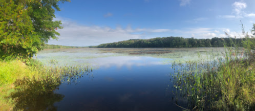 A serene lake surrounded by lush greenery and trees under a clear blue sky, reflecting the calm water.