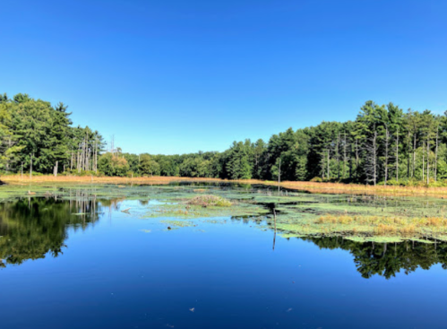 A serene pond surrounded by trees under a clear blue sky, with reflections on the water's surface.