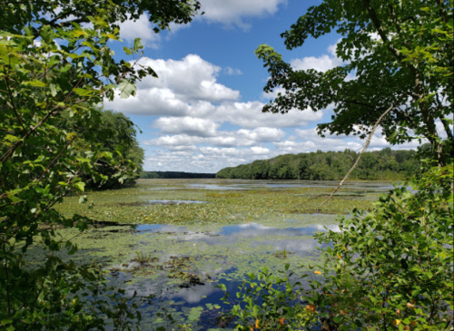 A serene lake surrounded by lush greenery and trees, with fluffy clouds in a blue sky above.