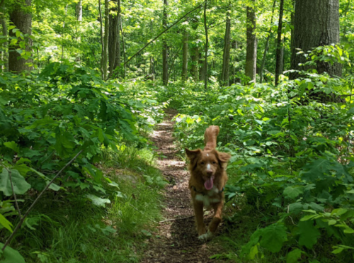 A happy dog runs along a wooded trail surrounded by lush green foliage.