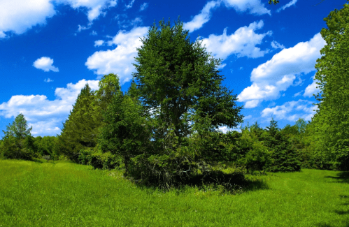 A lush green field with trees under a bright blue sky filled with fluffy white clouds.