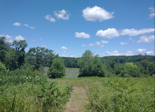 A scenic view of a grassy path leading to a lake, surrounded by trees and a blue sky with fluffy clouds.
