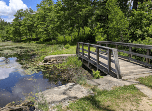 A wooden bridge over a calm pond surrounded by lush greenery and trees under a blue sky with fluffy clouds.