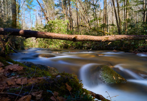 A serene forest scene featuring a flowing creek with smooth rocks, a fallen log, and lush greenery under a clear blue sky.