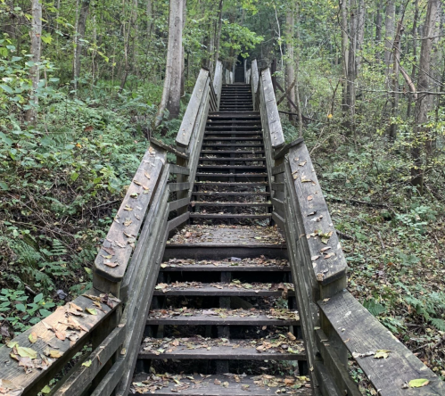 A wooden staircase leads up through a forest, surrounded by trees and scattered leaves.
