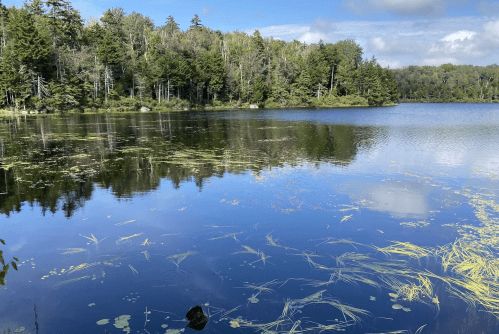 A serene lake surrounded by trees, reflecting the sky and scattered with aquatic plants.