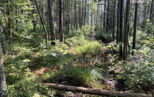 A serene forest scene with tall trees, lush greenery, and a small stream running through the underbrush.