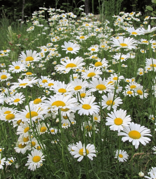 A vibrant field of white daisies with yellow centers, surrounded by lush green grass and foliage.