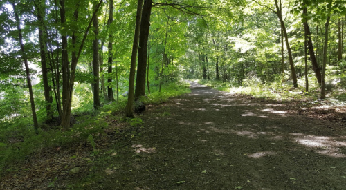 A serene forest path surrounded by lush green trees and dappled sunlight on a gravel trail.