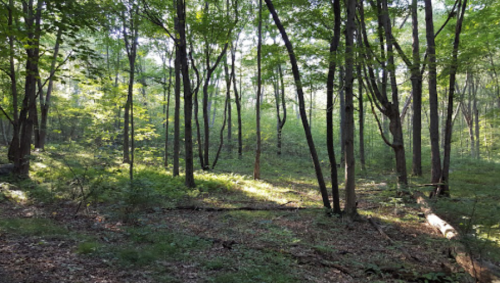 A serene forest scene with tall trees, dappled sunlight, and lush green undergrowth.