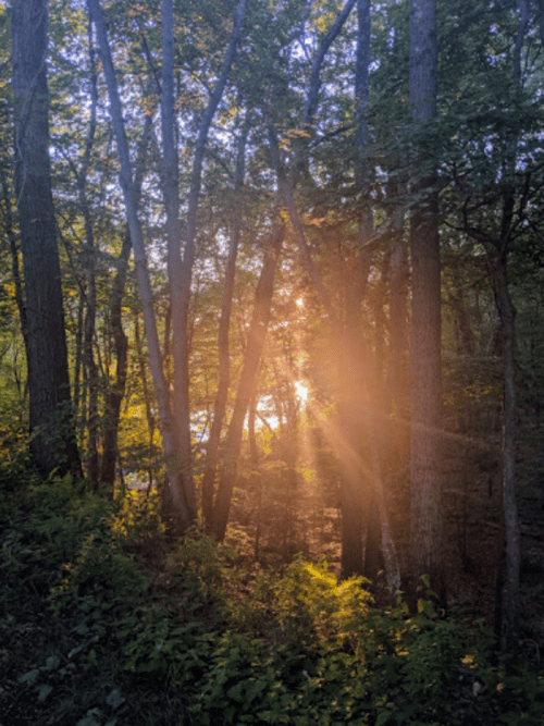 Sunlight filters through trees in a serene forest, creating a warm glow amidst the greenery.