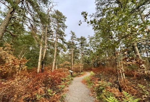 A winding path through a forest with tall trees and autumn foliage in shades of green and brown.