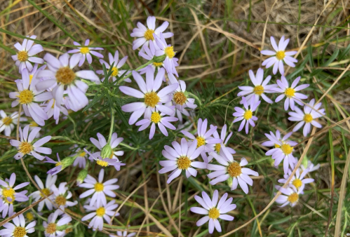 A cluster of small purple flowers with yellow centers, surrounded by green foliage and dry grass.