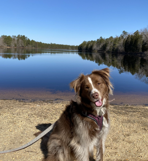 A happy brown and white dog sits by a calm lake, surrounded by trees under a clear blue sky.