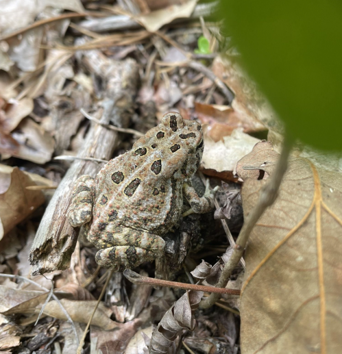 A camouflaged frog resting among dry leaves and twigs on the forest floor.