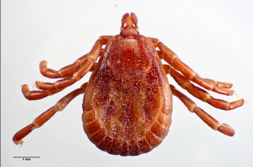 Close-up of a brown tick with eight legs, viewed from above, showing its textured body and size reference of 1 mm.