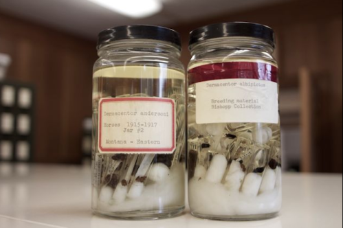 Two glass jars containing specimens in liquid, labeled "Dementor androsoul" and "Dementor albidus," on a table.