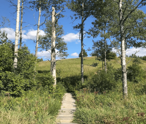 A wooden path leads through tall grass and trees, with a blue sky and fluffy clouds in the background.