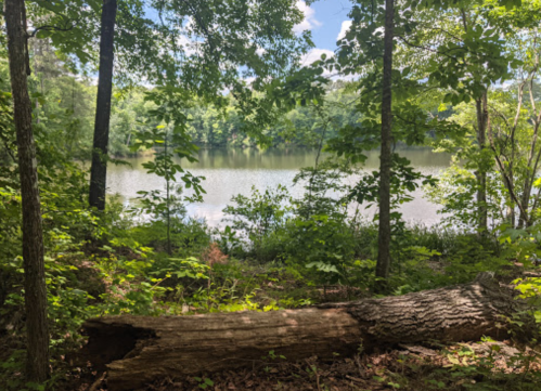 A serene view of a lake surrounded by lush greenery and trees, with a fallen log in the foreground.
