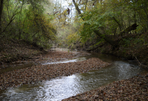 A serene creek surrounded by trees, with a bed of fallen leaves and calm water flowing through the landscape.