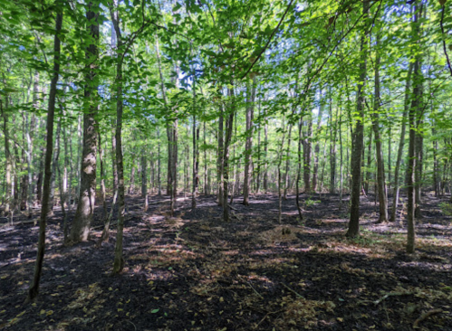 A forest scene with green trees and a dark, charred ground, indicating recent fire damage.
