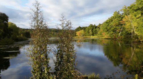 A serene lake surrounded by trees, reflecting the sky and colorful foliage in calm waters.