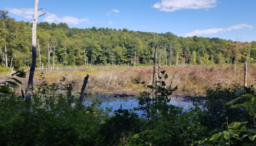 A serene wetland scene with trees, lush greenery, and a calm water body under a blue sky with scattered clouds.