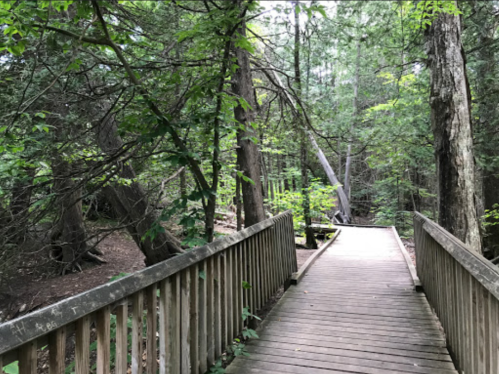 A wooden bridge leads through a lush green forest, surrounded by tall trees and natural scenery.