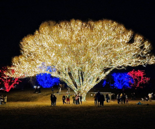 A large tree adorned with golden lights, surrounded by blue and red illuminated trees, with people gathered below.