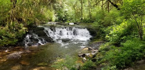 A serene forest scene featuring a small waterfall cascading over rocks into a clear stream, surrounded by lush greenery.
